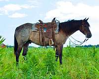 black-head-feet-horse