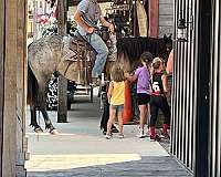 blue-roan-black-head-feet-horse