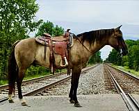 grulla-black-head-feet-horse