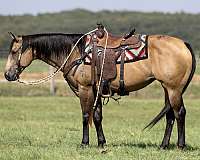 barrel-quarter-horse