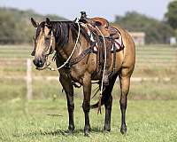 barrel-racing-quarter-horse