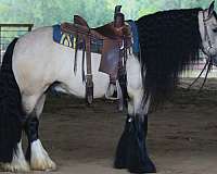 athletic-gypsy-vanner-horse