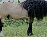 driving-gypsy-vanner-horse