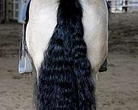 flashy-gypsy-vanner-horse