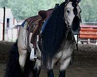 parade-gypsy-vanner-horse