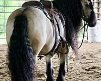 performance-gypsy-vanner-horse