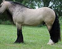 show-gypsy-vanner-horse