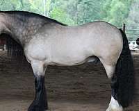 trail-gypsy-vanner-horse