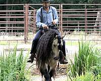 buckskin-gypsy-vanner-gelding