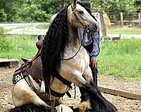 trail-riding-gypsy-vanner-horse