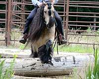 buckskin-all-around-horse