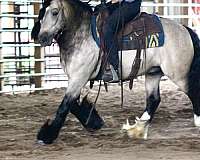 buckskin-athletic-horse