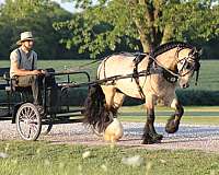 buckskin-driving-horse