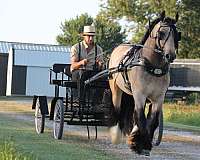 buckskin-flashy-horse