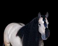 buckskin-parade-horse