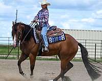 athletic-quarter-horse