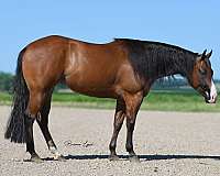 breeding-quarter-horse