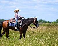 parade-quarter-horse