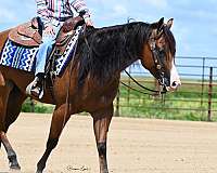 ranch-versatility-quarter-horse