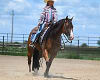 roping-quarter-horse