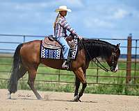 trail-riding-quarter-horse