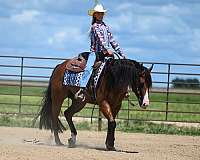 western-riding-quarter-horse