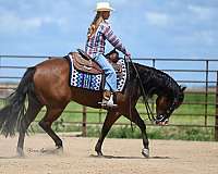 working-cattle-quarter-horse