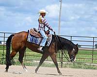 bay-quarter-horse-mare