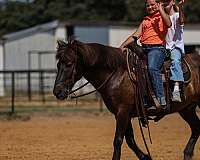 companion-icelandic-horse