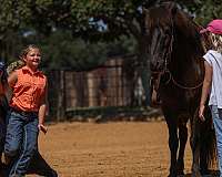 flashy-icelandic-horse