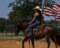 gaited-icelandic-horse