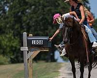 kid-safe-icelandic-horse