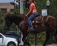 parade-icelandic-horse