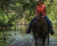 black-flashy-horse