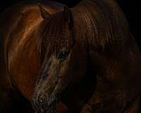 athletic-icelandic-horse