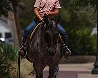 trail-riding-quarter-pony