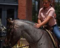 western-riding-quarter-pony