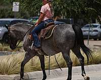 blue-roan-quarter-pony-gelding