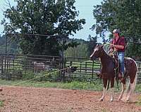 barrel-paint-horse