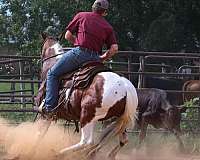 barrel-racing-paint-horse