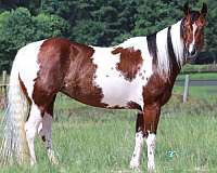 calf-roping-paint-horse