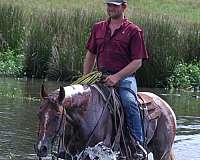 ranch-work-paint-horse