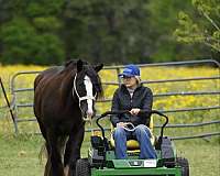 black-working-equitation-pony