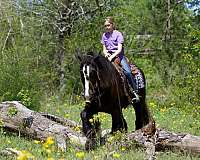 all-around-gypsy-vanner-pony