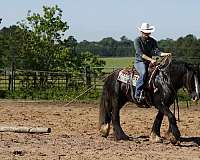 athletic-gypsy-vanner-pony