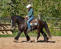 driving-gypsy-vanner-pony