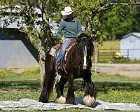 flashy-gypsy-vanner-pony