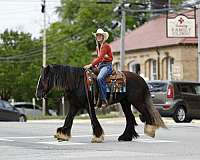 husband-safe-gypsy-vanner-pony