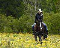 kid-safe-gypsy-vanner-pony