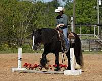 parade-gypsy-vanner-pony